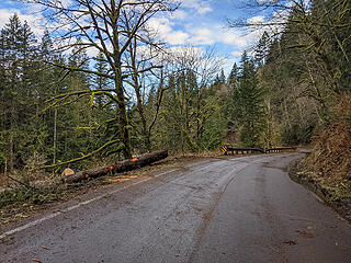 More trees down at the start of the Island Drop guard rail. King County took out the trees that fell along the paved part of the road.