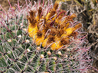 Barrell cactus