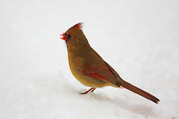 1- Northern Cardinal