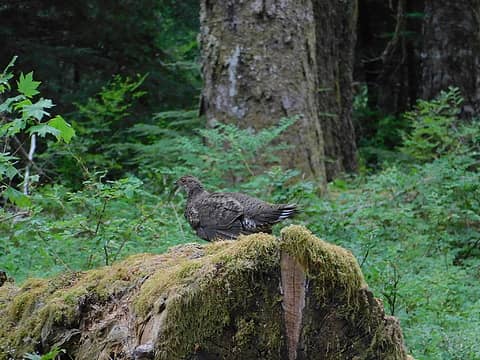 grouse - about the only wild life I saw the entire day.