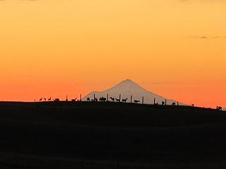 Taranaki at sunset from Tongariro