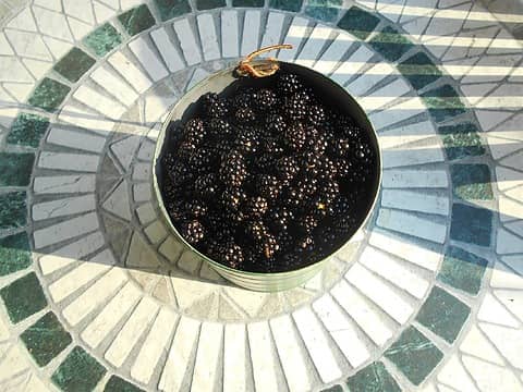 blackberries [i:fa1b698f5d](Rubus Laciniatus)[/i:fa1b698f5d] 091122