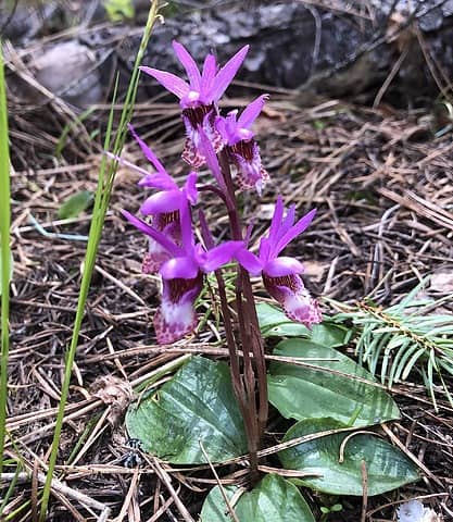 Calypso Fairy Slipper Orchid, east slope 4/29/21