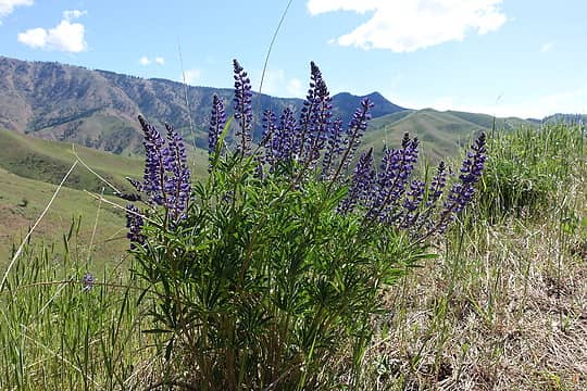 Portrait of a Lupine