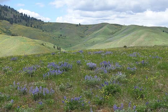 Lupines galore
