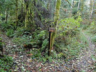 Fork of Preston trail. Unmarked trail left is the bootleg trail.