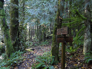 Heading up West Tiger 1 trail.