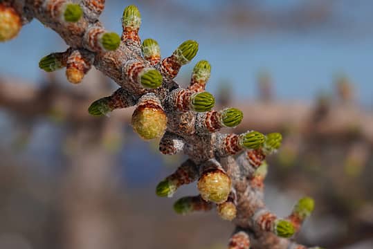 Larch tree in spring
