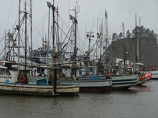 LaPush fishing fleet in the harbor