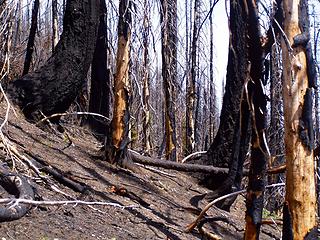 Burned trees higher up on the trail. Even two years later, there is still not much regrowth.