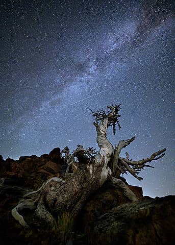 Dragon Tree with Milky Way