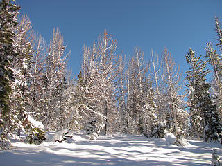 Snow flocked trees