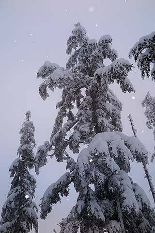 Snowy rimed tree along the crest