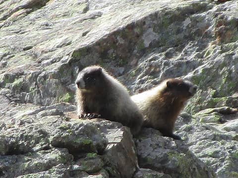 Marmots supervising our lunch spot