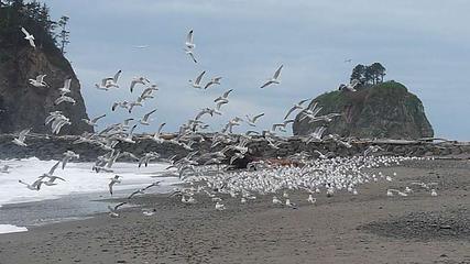 A Flock of Seagulls!