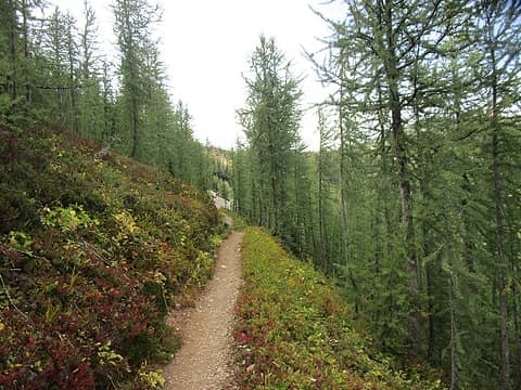 One of many Larch groves