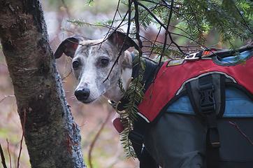 DSE_4223 - Mountain whippet