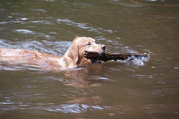 DSE_4208 - Water dog at play