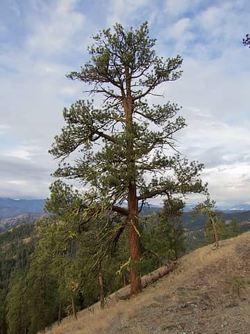 Nice Pine