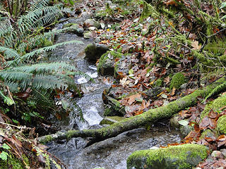 Little creek shortly up the Nook trail.