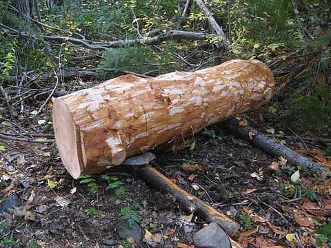 One of the Sill logs