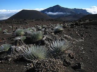 Silverswords in Haleakala Crater