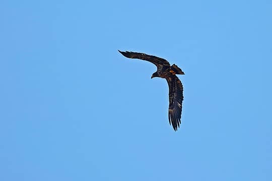 7- Bald Eagle (juvenile)