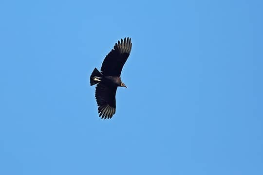 8- Black Vulture