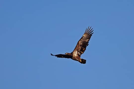 6- Bald Eagle (juvenile)