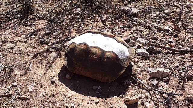 Tortoise shell