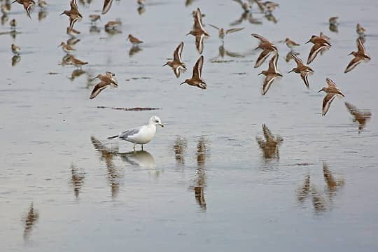 20- Calm within the storm (gull and sandpipers)