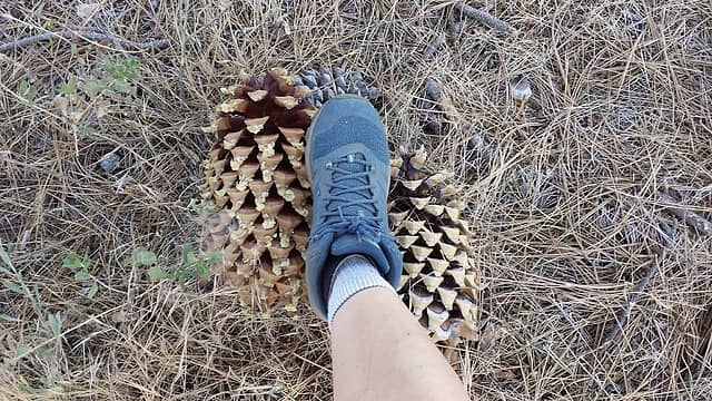 Big pine cones