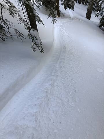 We thought this was special. It's a River Otter's toboggan track! It had crossed the ridge separating the South Fork of the Snoqualmie River from the Pratt River drainage, near the Pratt Lake Trail.