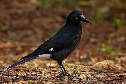 14- Pied Currawong