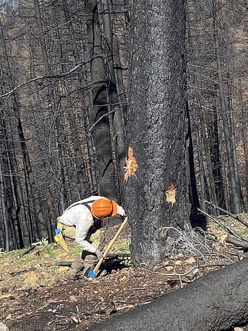 Remy Aucoin Evaluating Cylinder Burned Tree, May22