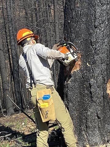 Remy Putting in a Facecut on Cylinder Burned Tree, May 22