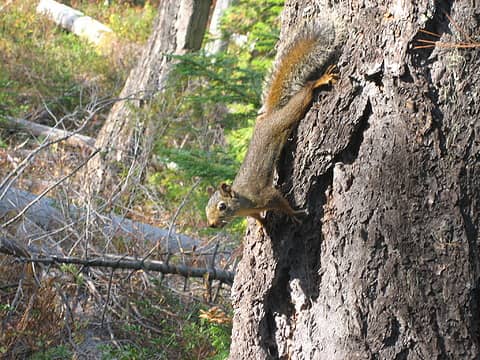 a playful squirrel