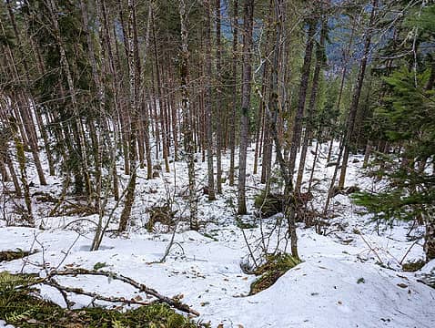 Thinned forest below the Ira Spring trail near the first switchback. This area was logged in 2022 as part of the Hanson Creek Vegetation Project.