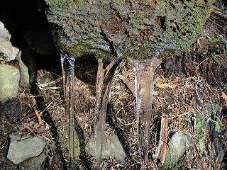 Icicles on Mt Si trail above Snag Flats.