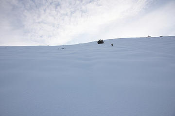 Pristine slope I snowshoed up.