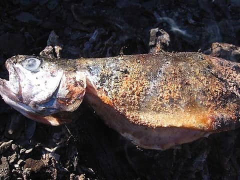 Fish in Coals