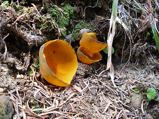 Aleuria aurantia or Orange Cup Fungus