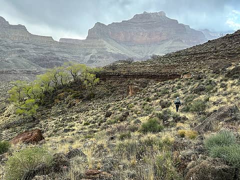 passing by a cottonwood grove on the tonto in the rain