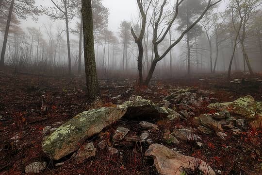 Misty burnt forest