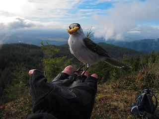 A bird in the hand. 3 Tiger Mtn Summits, From chirico, through Poo top, 01/22/11