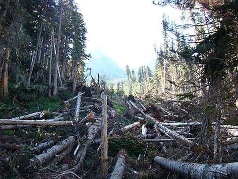 One of several major avalanche paths along the Royal Creek trail.