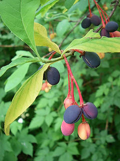 Lord Hill indian plum