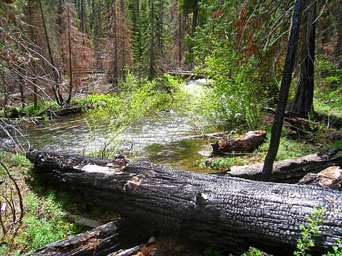 burnt log and Eight Mile Creek