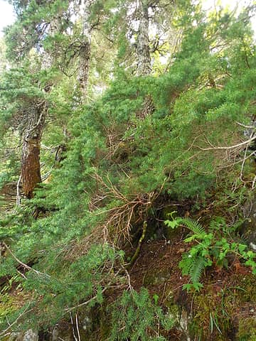 The final "step" requires crawling up and over some hemlock and alder on a knife ridge