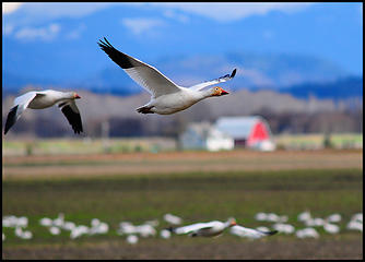Snow geese in the Skagit Valley. Soligor T4 400mm, Nikon D300.